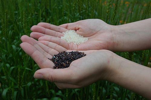 white rice and black rice