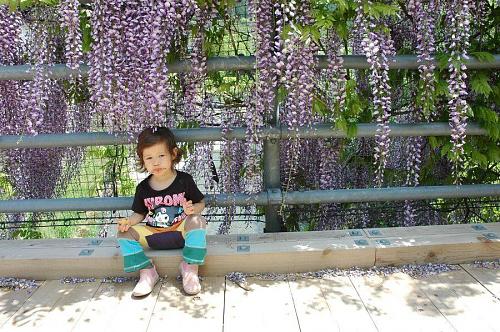 Sofie, with ice cream all over her face, under the wisteria out back of Kamiyama Onsen