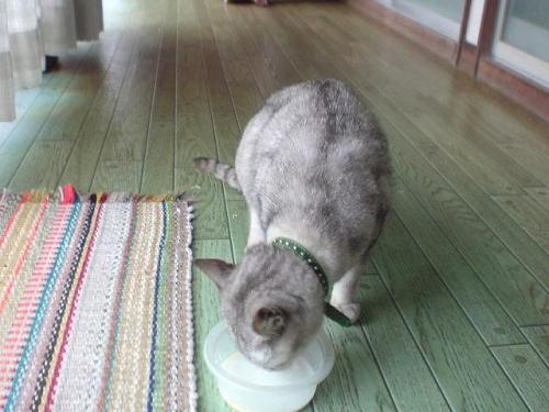 This cat doesn't get mad, even if you pet its fur backwards while it's eating. (Photo: Sofie)