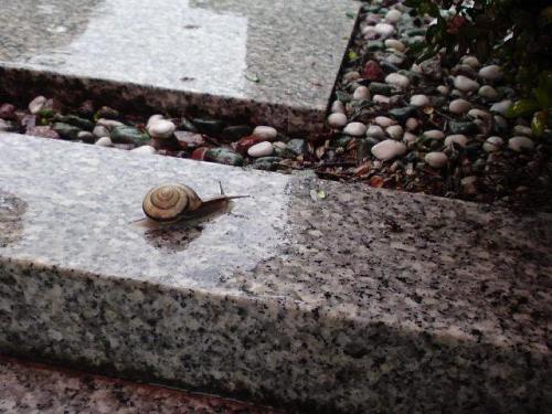 No frogs today, but we found a lovely snail. (Photo: Sofie)