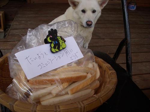 Tsuyoshi brought some bread crusts for people to feed Taiyo, to help make friends with him. Everyone is so thoughtful!