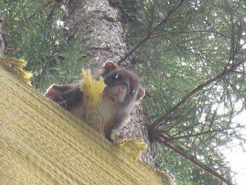 There is a momonga living in Daniel's sculpture up on Oawa-yama mountain! They are nocturnal creatures, but if you make enough noise, they'll wake up! (sorry, momonga!) Momonga are a little like flying squirrels, in that they have skin flaps between their limbs that enable them to glide through the forest. (photo: Shinya Ominami)