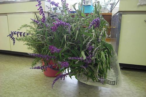 Mr. Mori brought these beautiful bunches of sage and rosemary. 