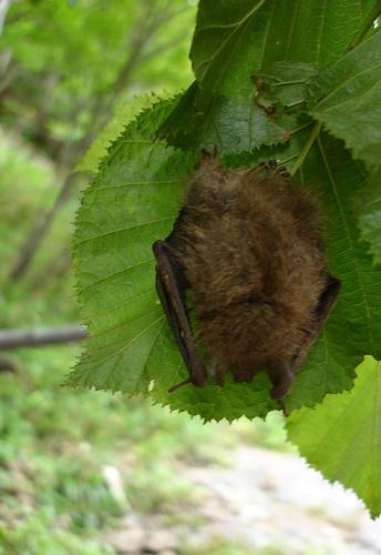 A bat rests under a leaf over Kamuiwakka-yu-no-taki.