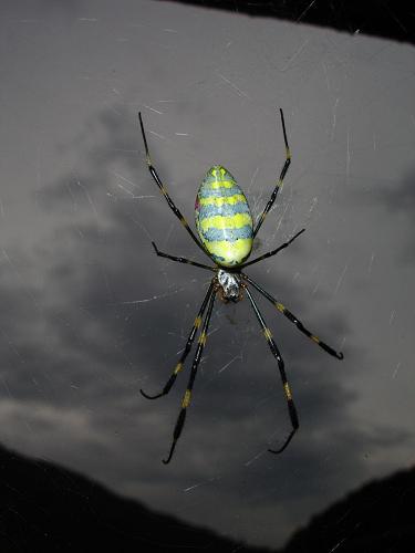 The spider on my balcony