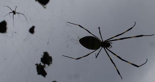 The male spider is considerably smaller than the female.