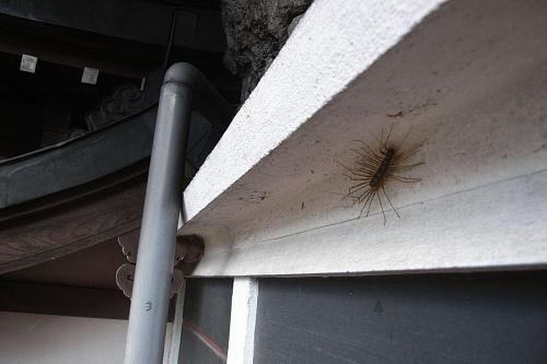 This non-poisonous centipede is called a geji-geji in Japanese