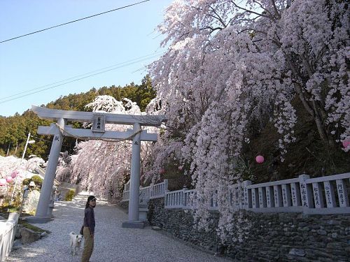 Cherry trees at Kawai toge.