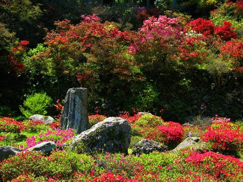 Flowers and the rocks