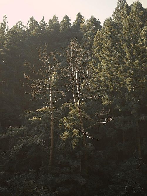00008188.jpg