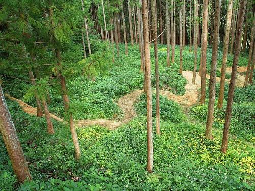 米から川に　Rice becomes a river（大粟山）