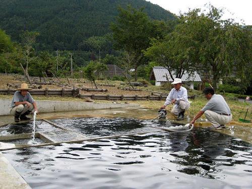 池の掃除もなれたものです。