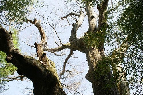 峯長瀬の大ケヤキ。