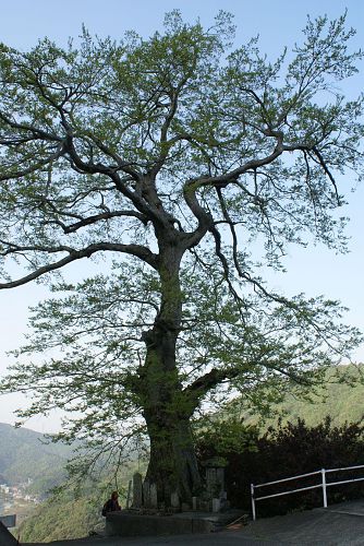 北養瀬の椋(むく)の巨木