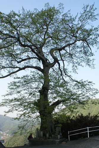 北養瀬の椋(むく)の巨木