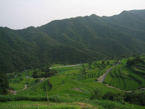 夏の棚田