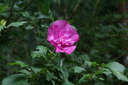 境内に咲くムクゲの花。