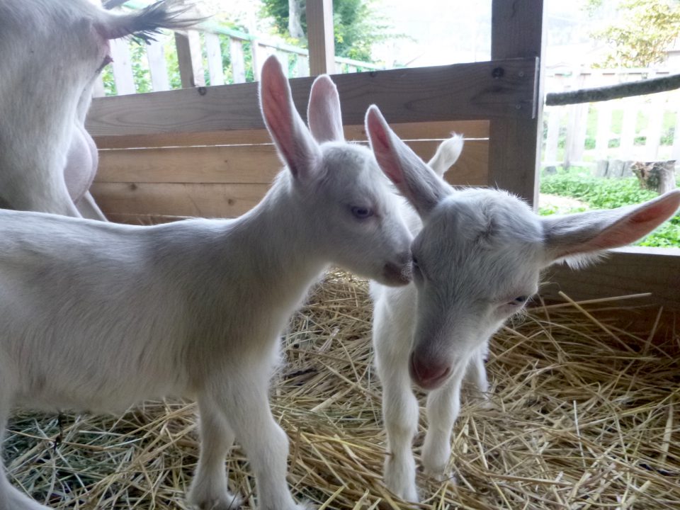 ヤギと暮らしてみませんか イン神山 神山町のいまを伝える