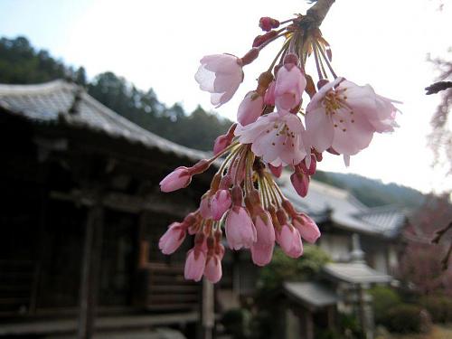 西のしだれ。東のよりも一足早く開花します。