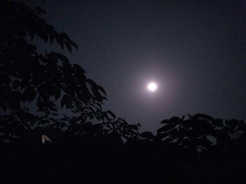 新緑の栗の木のうえにお月さま　　　　神山で暮らし始める前、街に住んでいた頃、満月の夜ってこんなにも明るいということを知りませんでした