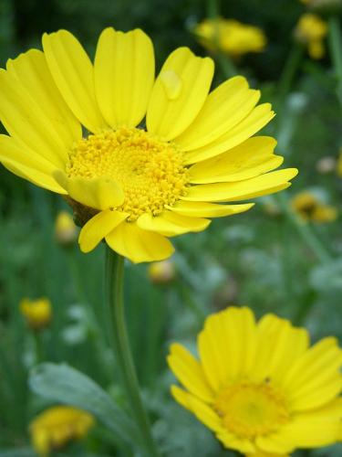 『これってなんの花？』　　『そんなこと聞くな！』、、、、、、、『菊菜』　　ああ、ベタるのって気持ちいい。。。