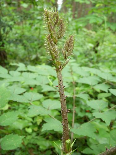 タラの芽も、天麩羅ならまだしばらく楽しめそうです