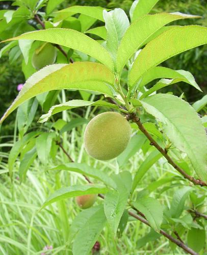 これはうちの山ですが、去年植えた桃の木が実をつけました。楽しみ！　