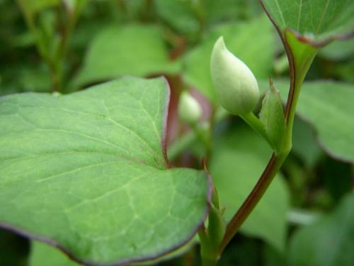 花が開く前のこれぐらいのつぼみのときが一番薬効が高いそうで