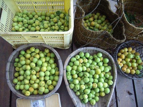 完熟梅が樹からおっこち始めたところを、かたっぱしから収穫するとこんな感じ。青梅から熟梅まで、いろいろ。色きれい