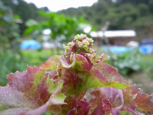 長らくお世話になったサニーレタスも花が咲き始めた　種をいただこうかな