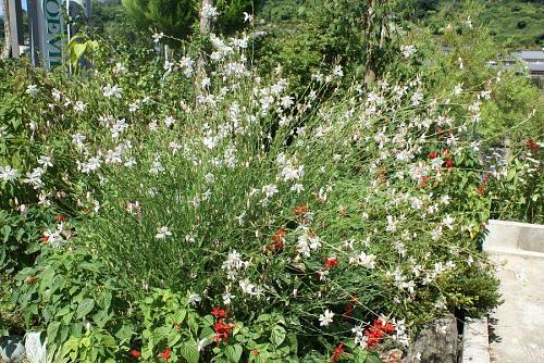 この花名前を知らない、誰か教えて・・・