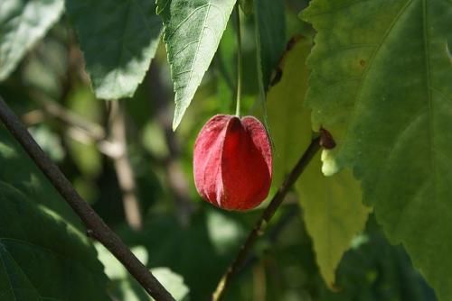この花は、アブチロン。かわいいランタンのような花をほぼ一年中つけている