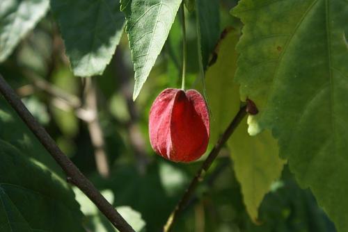 この花は、アブチロン。かわいいランタンのような花をほぼ一年中つけている