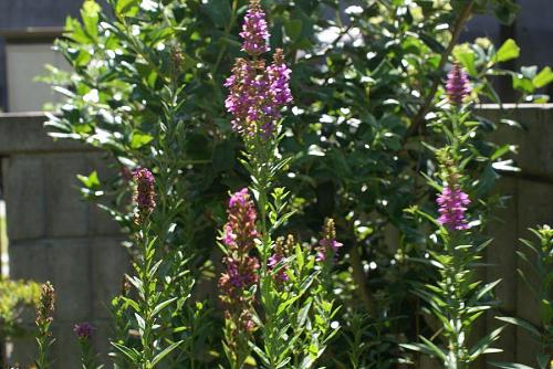 ミズハギ、湿地帯を好む花