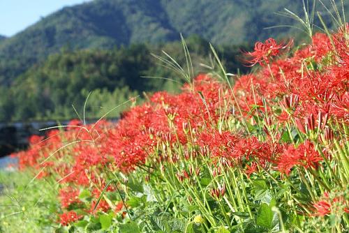 日本では花壇には植えない。不吉な花として知られている