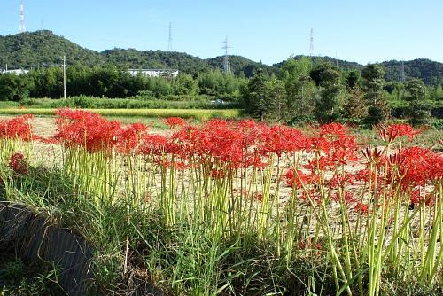 この花が刈り取った田の畦に咲いているのは実に豪華で美しい