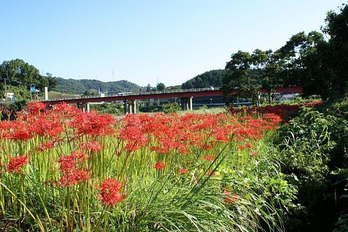 神山ではどこにでも見られるが行者野橋の少し上手の川辺が見事である