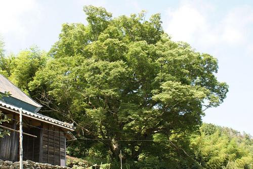 登りつめたところが峰長瀬の大ケヤキ