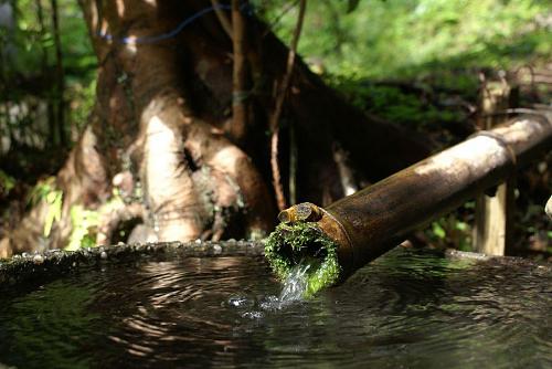 竹の樋がかけられ清水が流れています。