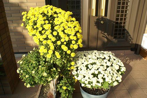 毎年玄関を飾る菊の花