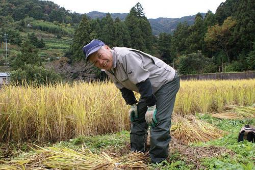 田の畦刈りをする東谷師匠