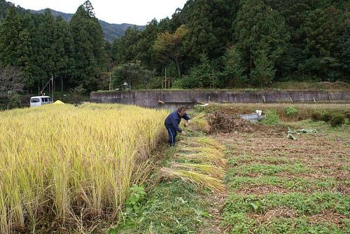 田の畦刈り