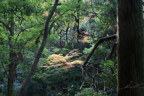 紅葉も始まっている