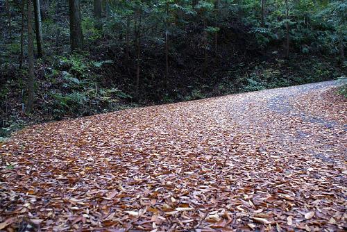 道路も紅葉の絨毯