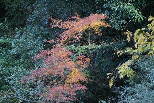 ひょうたん渕の紅葉