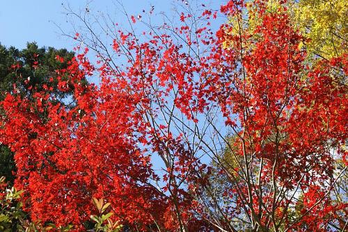 工事中の橋の入り口付近の人家の紅葉