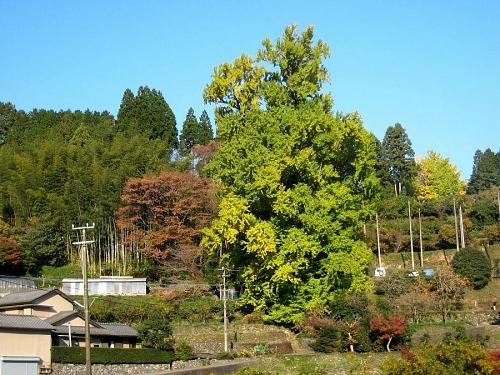 だんだんと緑は淡く、黄は濃くなってきました。写真撮影のタイミングをチェックに来られた人でしょうか？車が二台ほど止まっていました。（2008年11月21日09:01撮影）