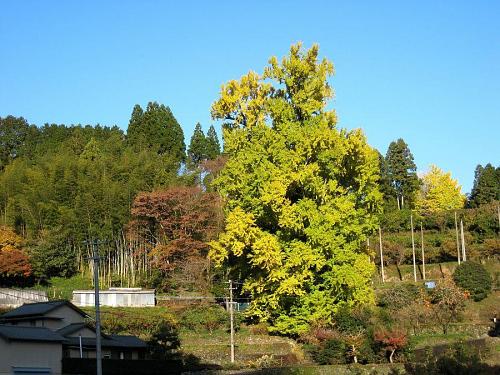 温暖化の所為・・・（？）黄葉が少し遅れ気味です。しばらく冷え込みも無さそうで、今週末が最適のようです。（2008年11月25日08:53撮影）