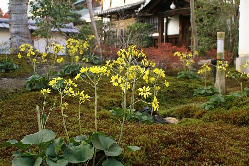 石蕗(つわぶき)がいいですね・・・。