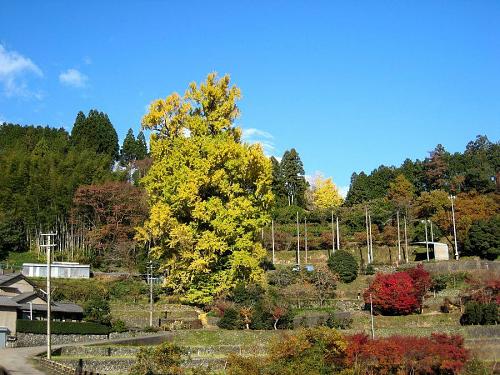 最低気温７度。晴天。黄葉見物日和です。多少黄緑も残っていますが、風雨の具合で散ってしまう場合もあります。したがって、今日、明日、明後日が見ごろ！（2008年11月29日09:24撮影）